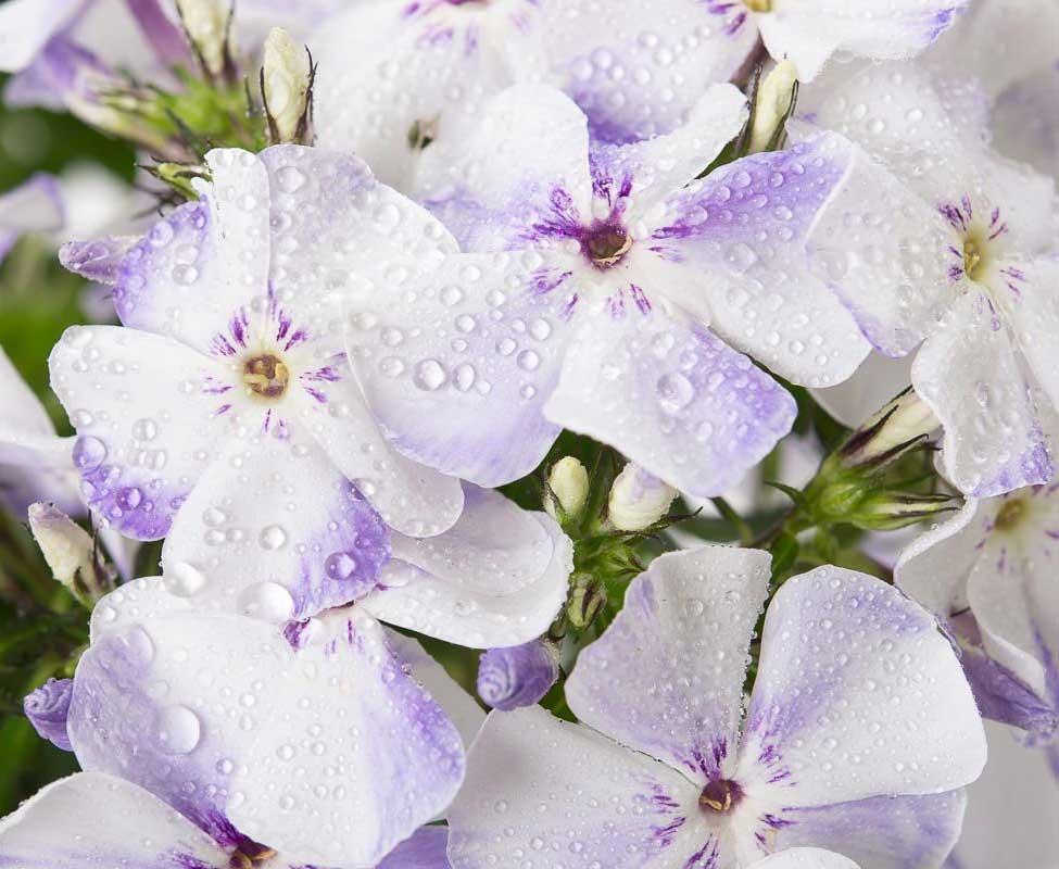 PHLOX PANICULATA FLAME LIGHT BLUE VASO 9CM