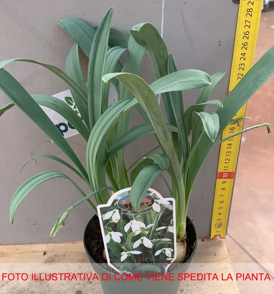 GALANTHUS NIVALIS BUCANEVE VASO 10CM
