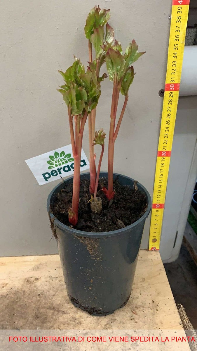 PEONIA LACTIFLORA ROSA VASO 13CM