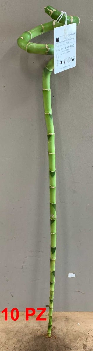 OFFERTA 10 LUCKY BAMBOO SPIRALE 90CM (BAMBÙ DELLA FORTUNA)