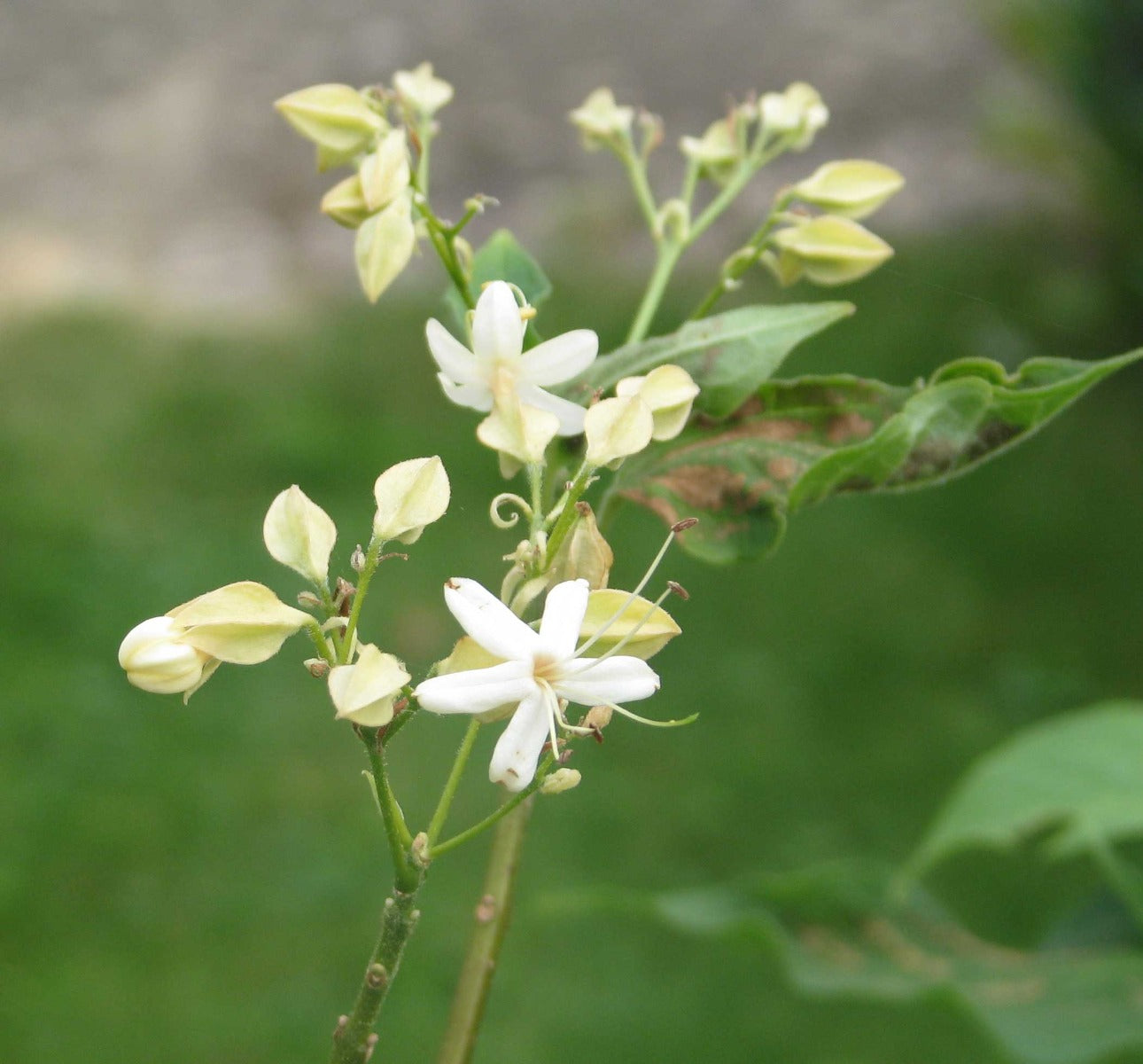 CLERODENDRUM TRICHOTOMUM SHIRO VASO 17CM