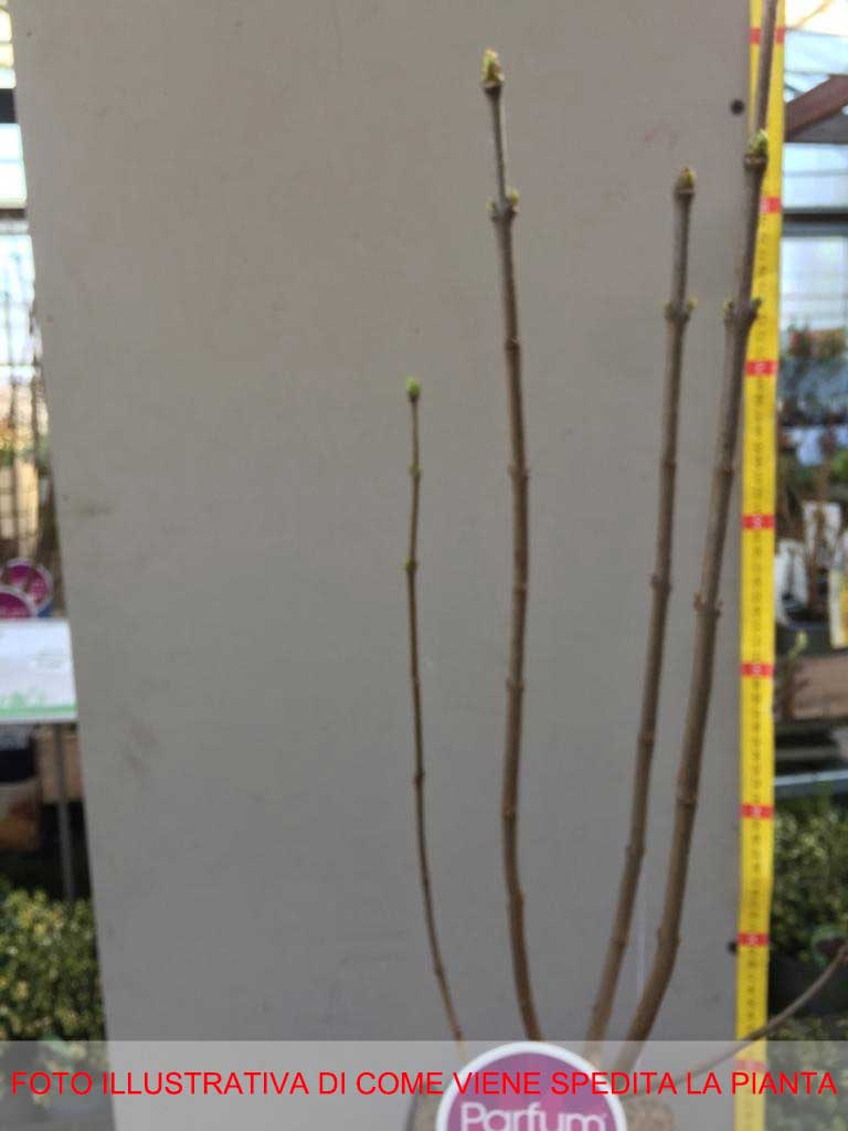SYRINGA VULGARIS LILLA ALICE HARDING IN VASO 21CM