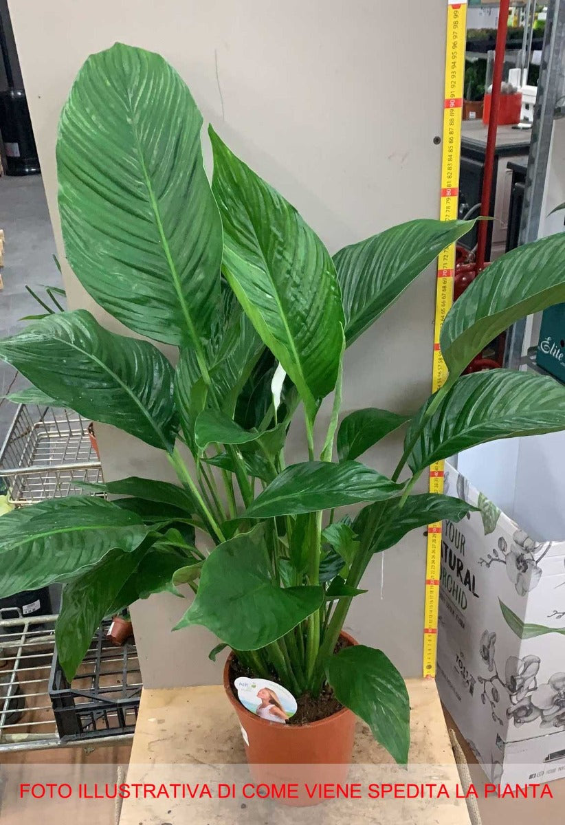 SPATHIPHYLLUM SWEET LAURETTA VASO 21CM