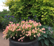WEIGELA SUMMER PEACH VASO 23CM