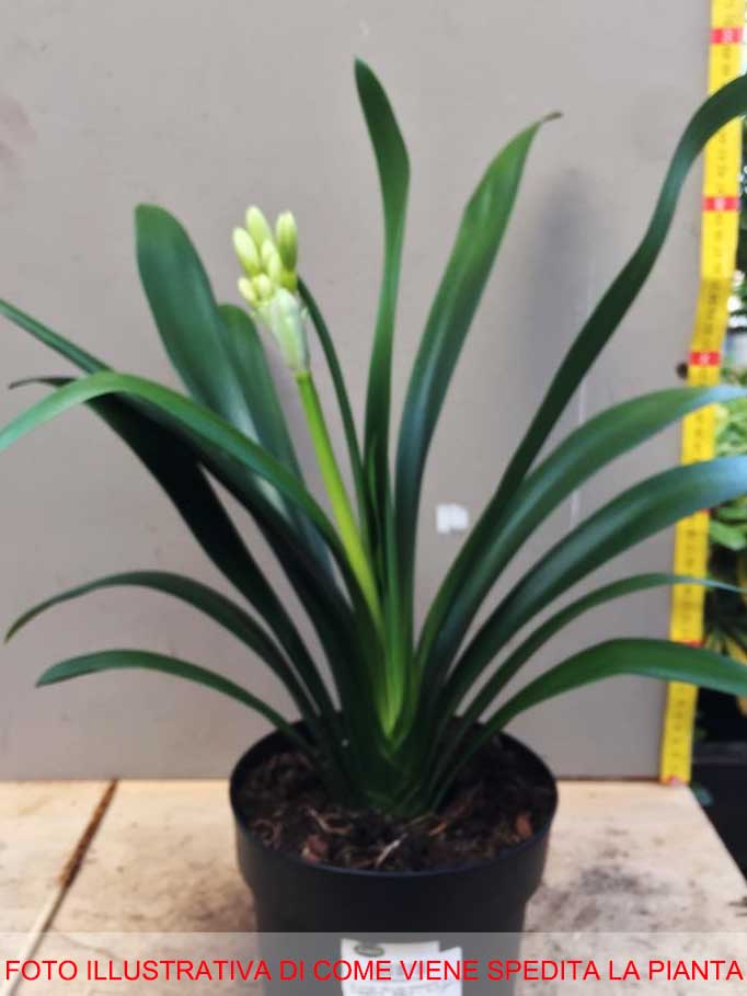 CLIVIA MINIATA ARANCIONE IN VASO 15CM