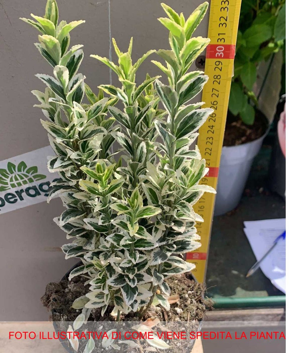EUONYMUS WHITE SPIRE VASO 13CM