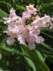 CHITALPA TASHKENTENSIS SUMMER BELLS VASO 19CM