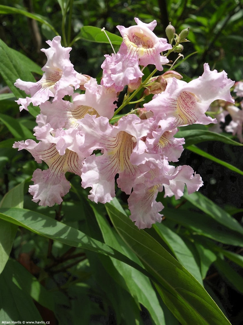 CHITALPA TASHKENTENSIS SUMMER BELLS VASO 19CM