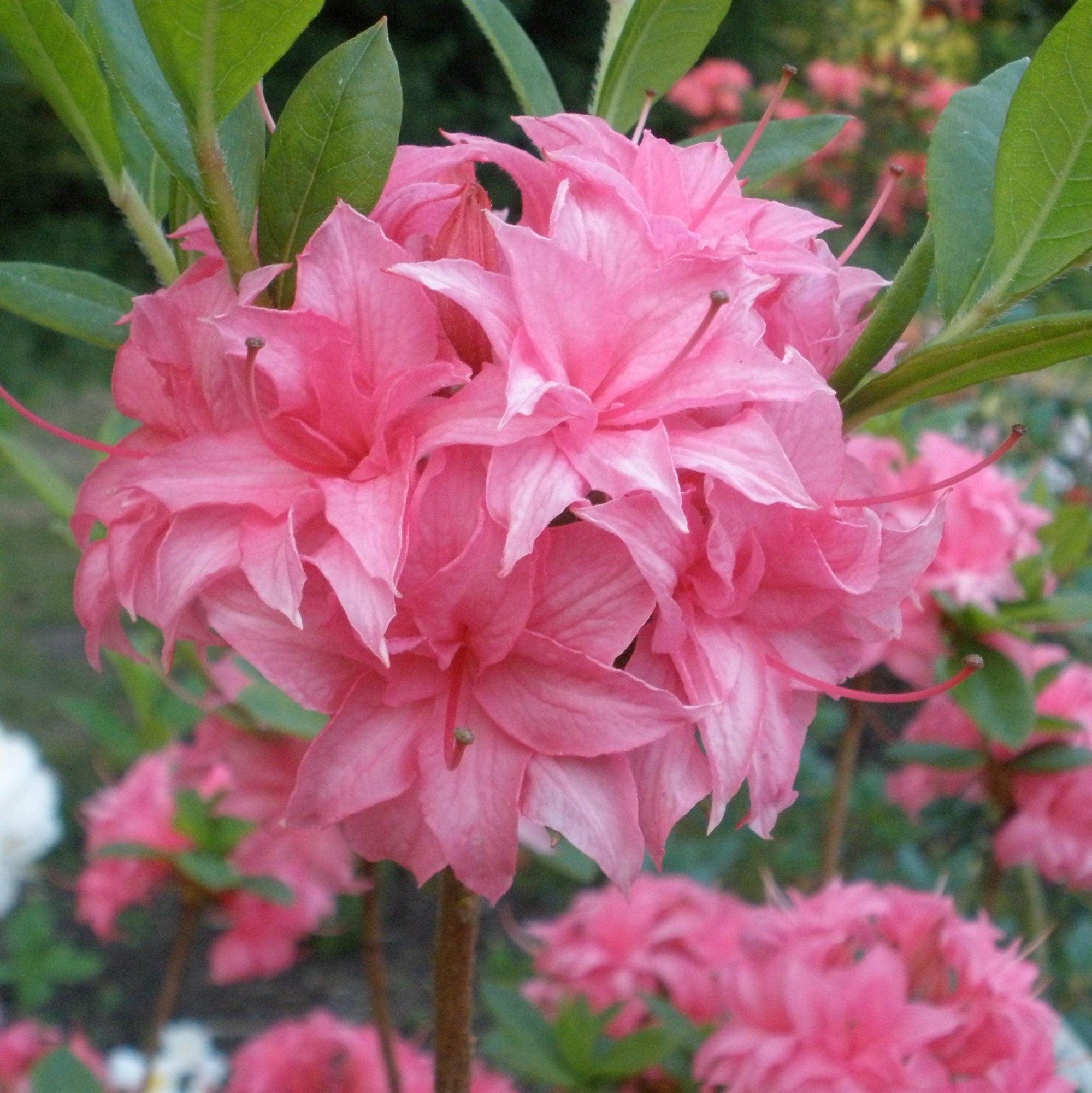 AZALEA ROSA HOMEBUSH KNAPHILL VASO 17CM