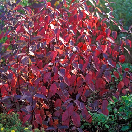CORNUS ALBA KESSELRINGII IN VASO 17CM