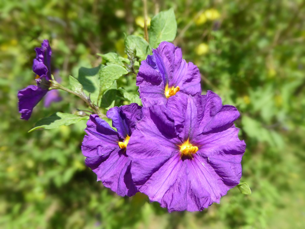 SOLANUM RANTONNETII VASO 14CM