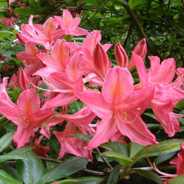 AZALEA MOLLIS JOLIE MADAME VASO 21CM