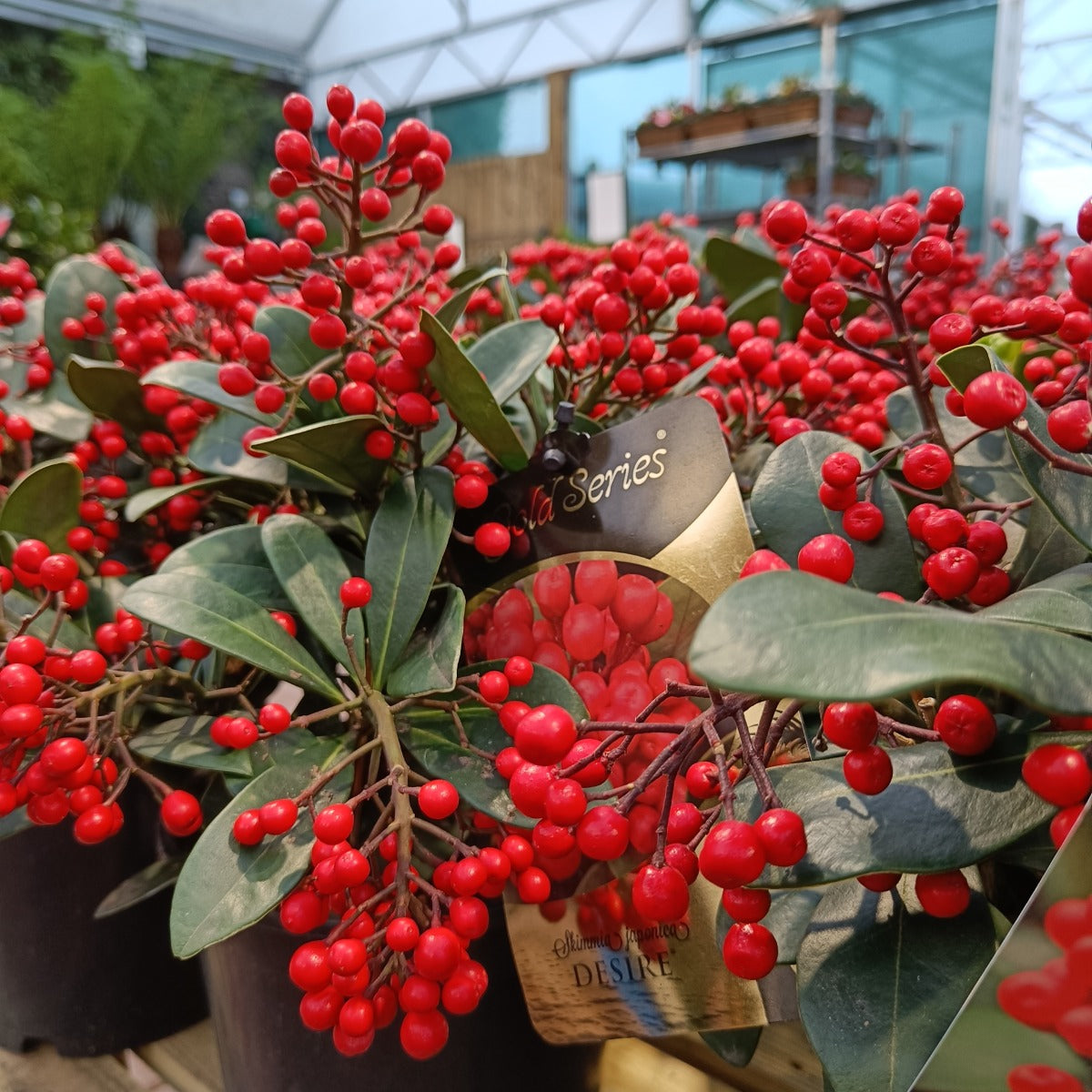 SKIMMIA JAPONICA DESIRE VASO 19CM