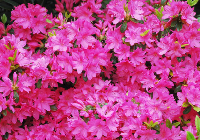 AZALEA JAPONICA GIRARD'S FUCHSIA VASO 19CM