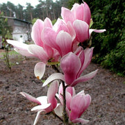 MAGNOLIA FRAGRANT CLOUD VASO 21CM