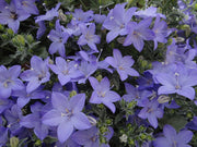 CAMPANULA VIOLA VASO 11CM