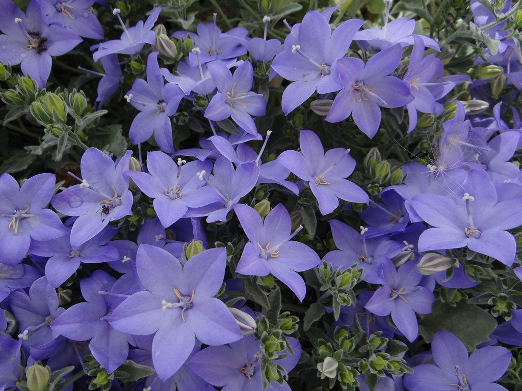 CAMPANULA VIOLA VASO 11CM
