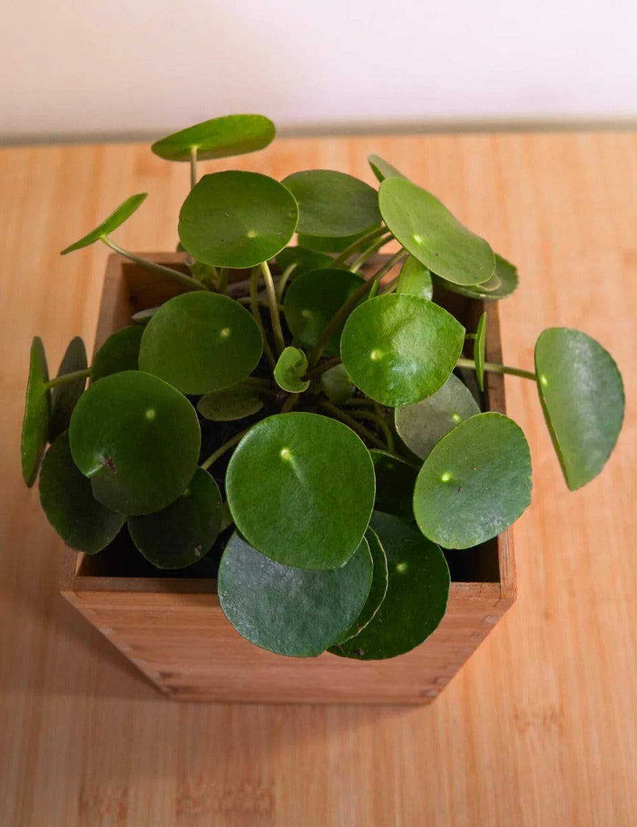 PILEA PEPEROMIOIDES PIANTA DELLE MONETE VASO 21CM