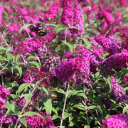 BUDDLEJA DAVIDII MISS RUBY VASO DA 18CM