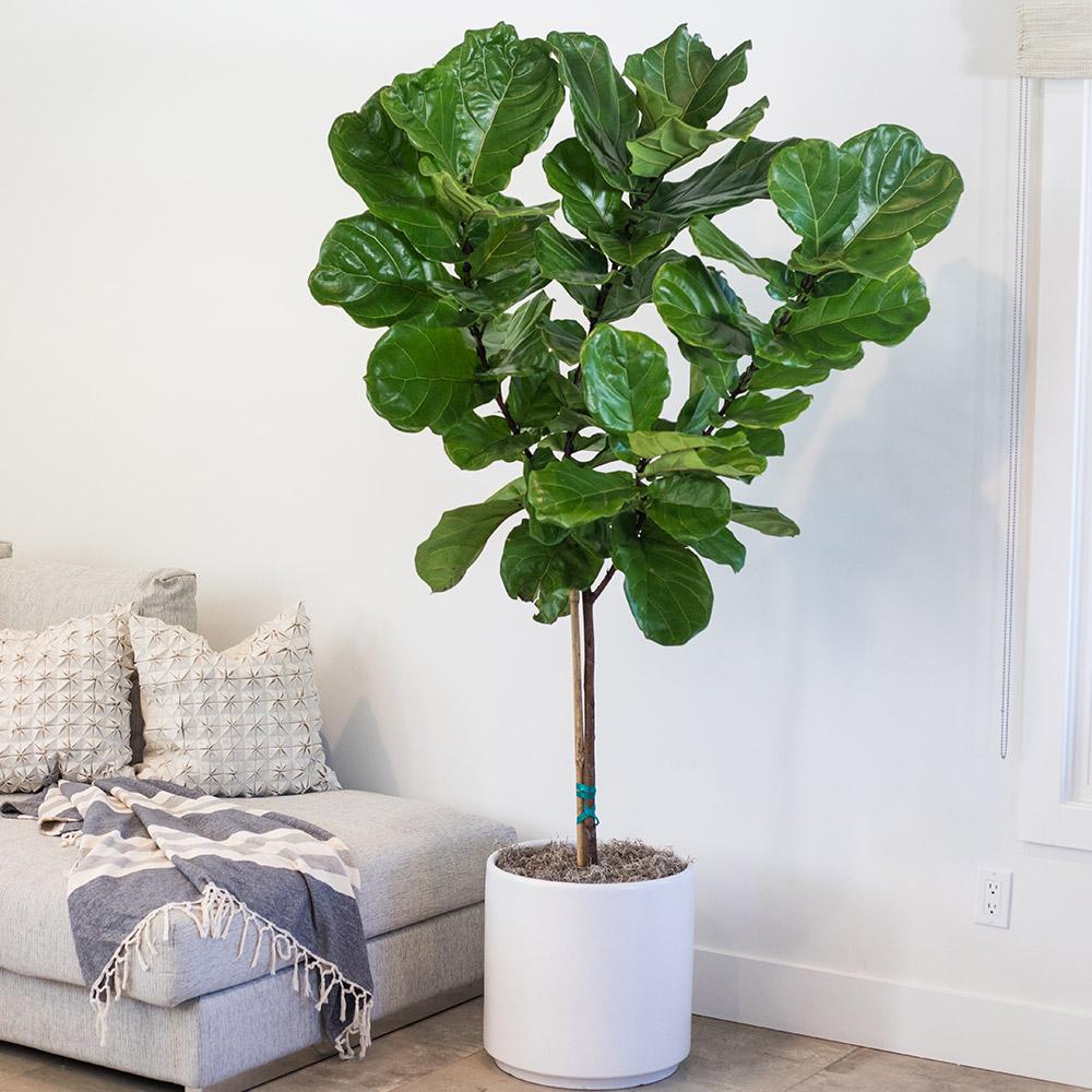 FICUS LYRATA VASO 17CM