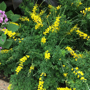 GINESTRA GENISTA SPACHIANA IN VASO 13CM