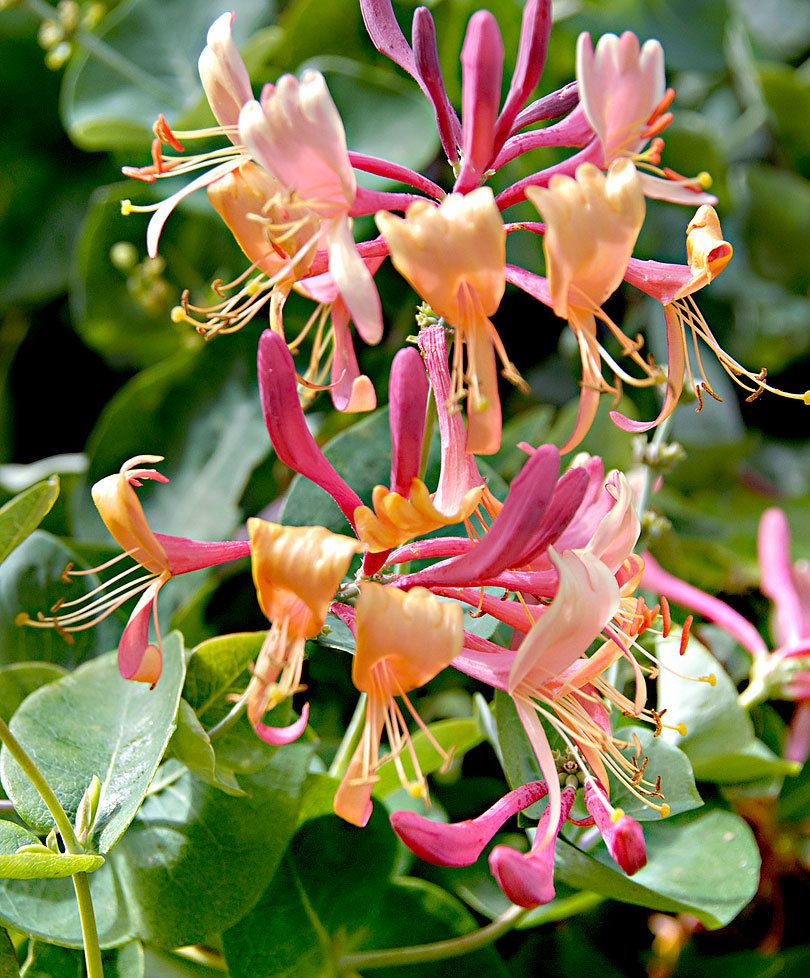 LONICERA CAPRIFOGLIO HENRYI IN VASO 18CM