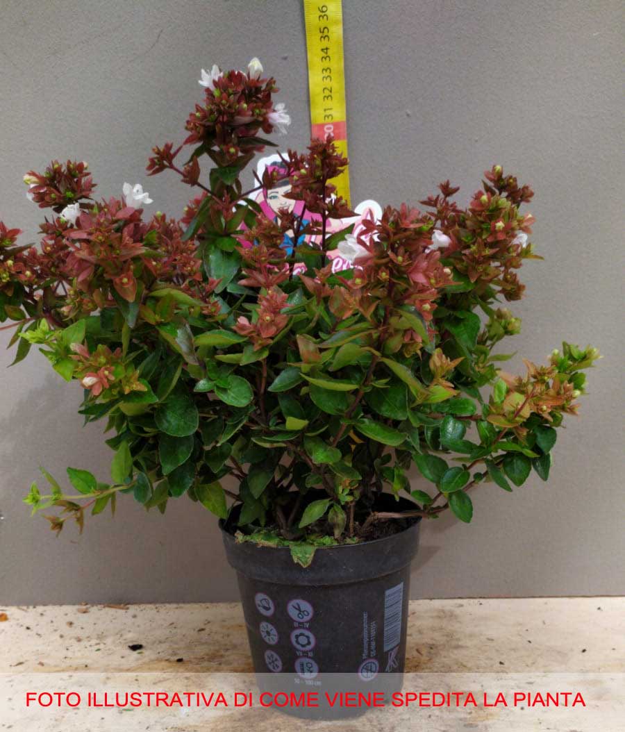 ABELIA GRANDIFLORA LITTLE LADY VASO 12CM