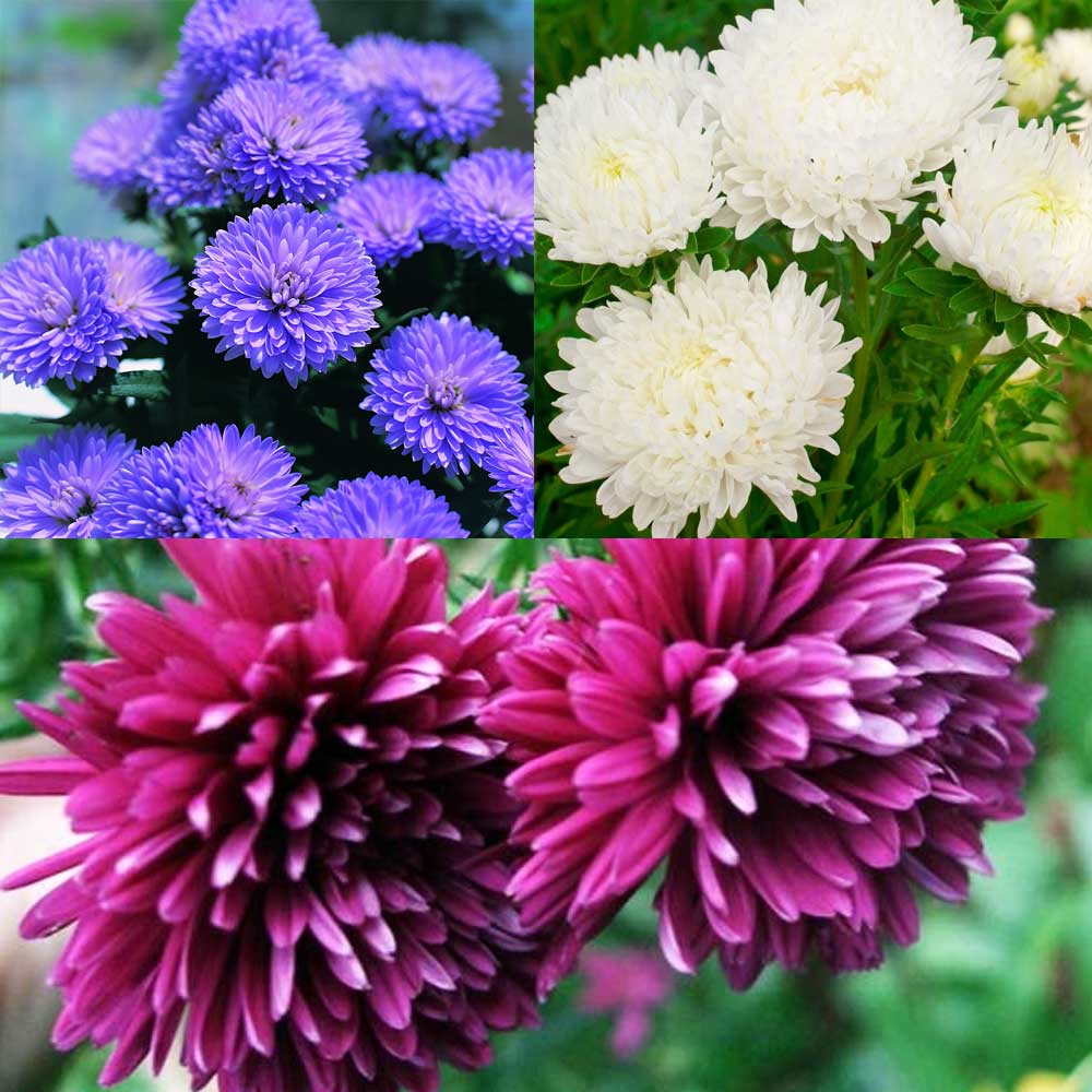 3 PIANTE DI ASTER SETTEMBRINI COLORI ASSORTITI VASO 12CM