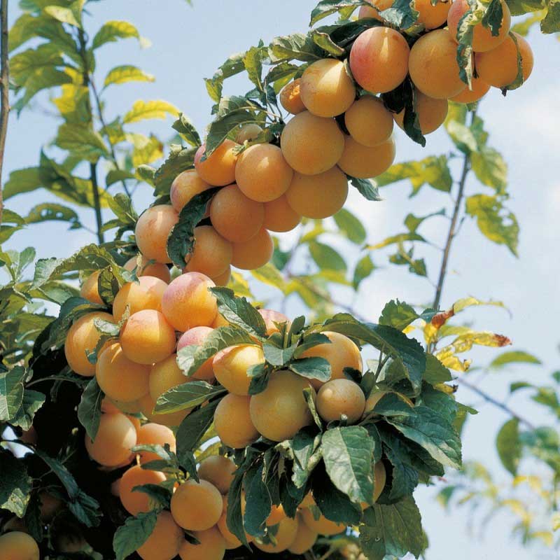 PRUGNA SUSINO MIRABELLE DE NANCY NANO IN VASO 20CM