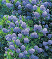 CEANOTHUS THYRSIFLORUS SKYLARK VASO 17CM