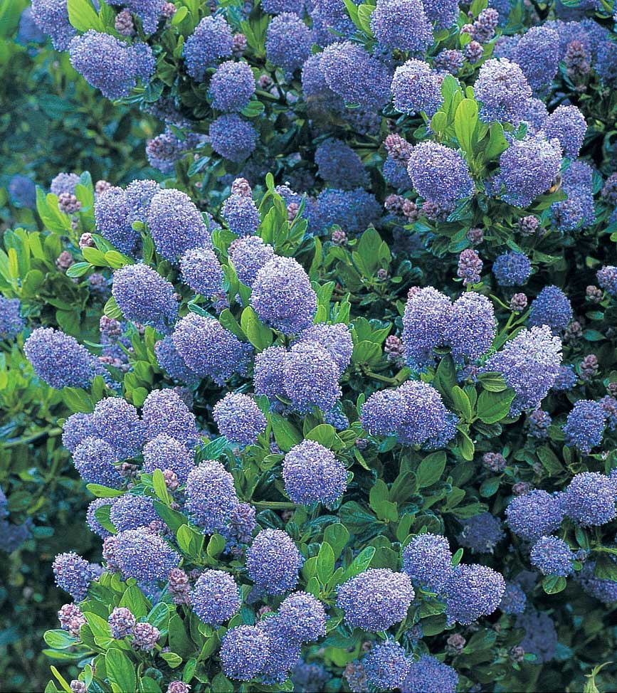 CEANOTHUS THYRSIFLORUS SKYLARK VASO 17CM