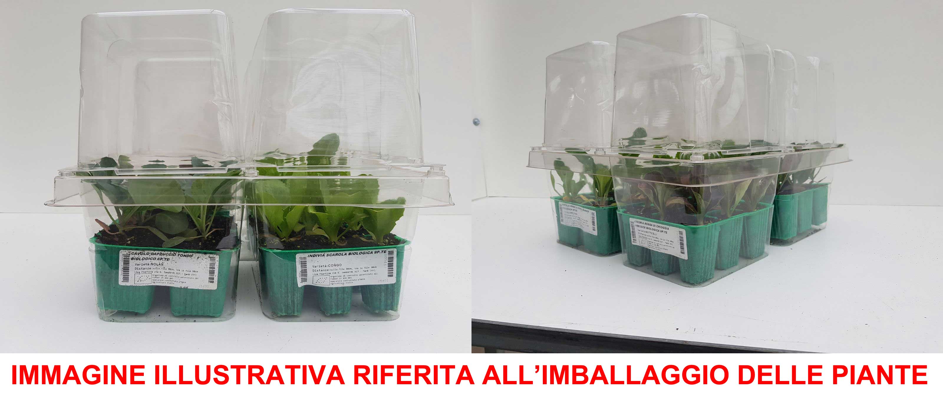 6 PIANTE IN PACK POMODORO OVALE CENCARA ORTOMIO