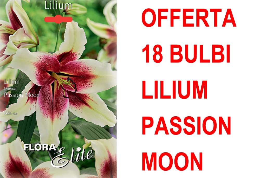 OFFERTA 18 BULBI LILIUM ORIENTAL PASSION MOON