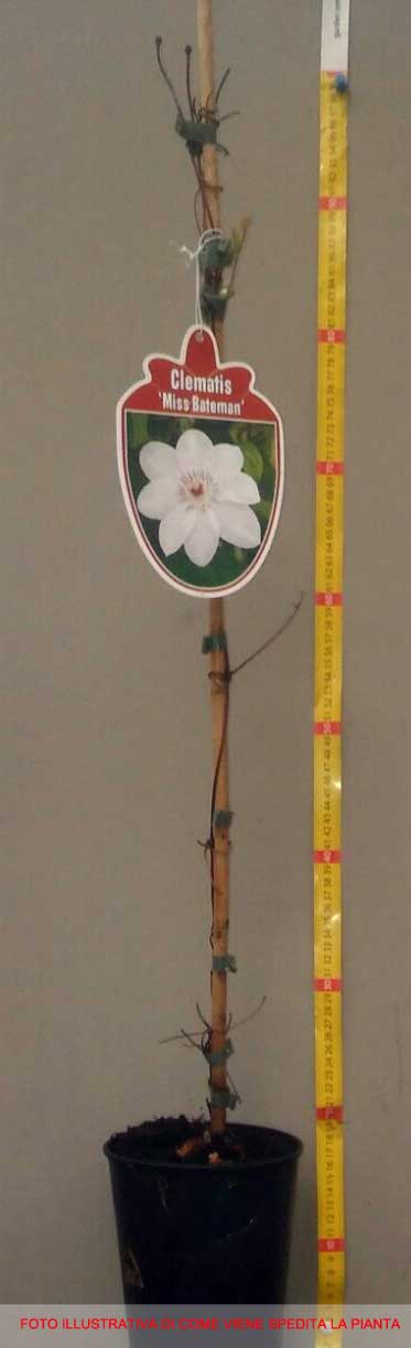 CLEMATIDE CLEMATIS MISS BATEMAN VASO 16CM