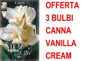 OFFERTA 3 BULBI CANNA VANILLA CREAM