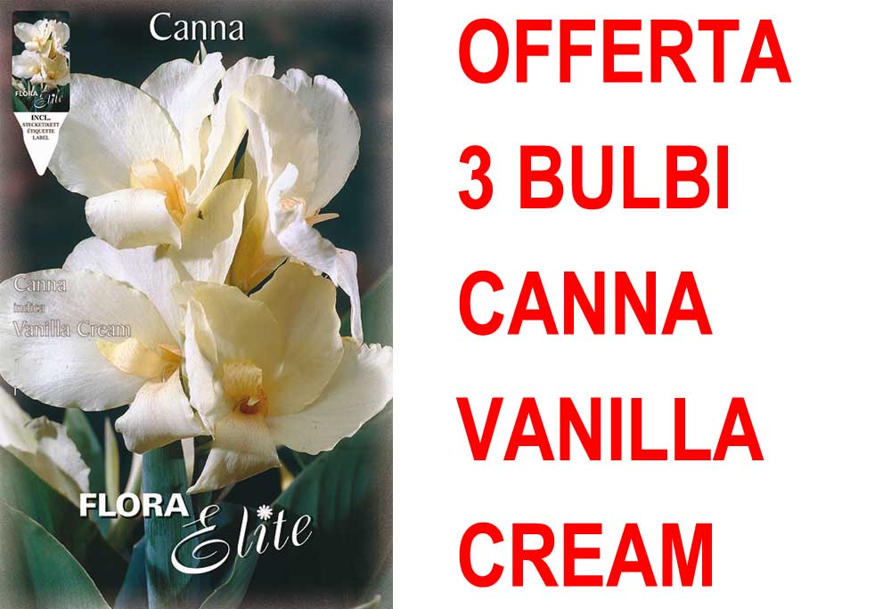 OFFERTA 3 BULBI CANNA VANILLA CREAM