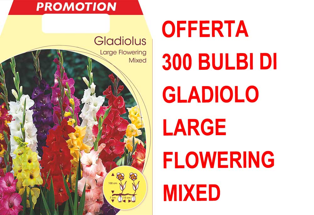 OFFERTA 300 BULBI DI GLADIOLO A FIORI GRANDI MIX DI COLORI