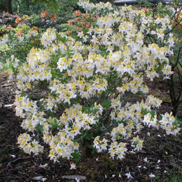 AZALEA NORTHERN HIGHLIGHTS VASO 17CM