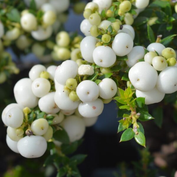 GAULTHERIA MUCRONATA ROSA O BIANCA ASSORTITA VASO 14CM