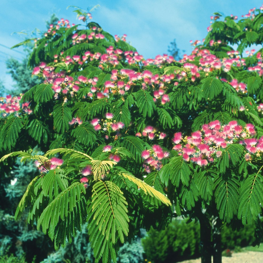 ALBIZIA JULIBRISSIN ROSEA MIMOSA DI COSTANTINOPOLI VASO DA 19CM