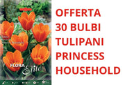 OFFERTA 30 BULBI DI TULIPANO KAUFMANNIANA PRINCESS HOUSEHOLD