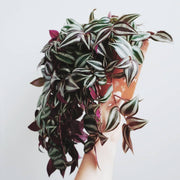 TRADESCANTIA ALBIFLORA VASO 10.5CM