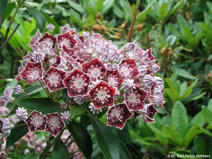 KALMIA LATIFOLIA STERNTALER IN VASO 21CM