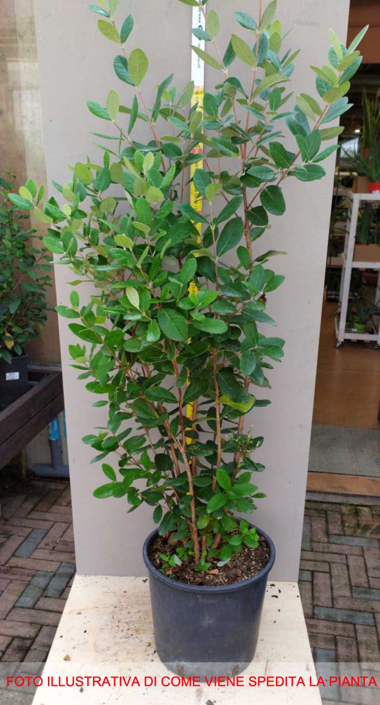 FEIJOA SELLOWIANA VASO 24CM