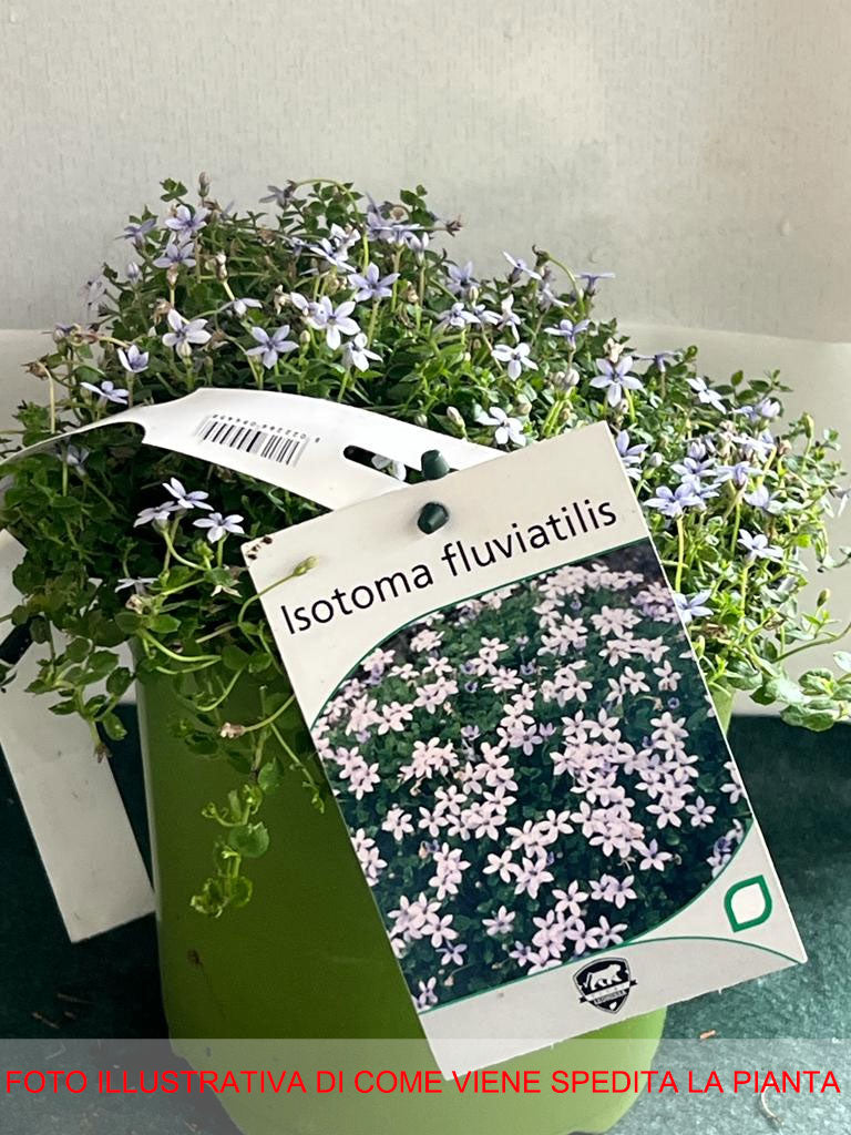 ISOTOMA FLUVIATILIS VASO 17CM