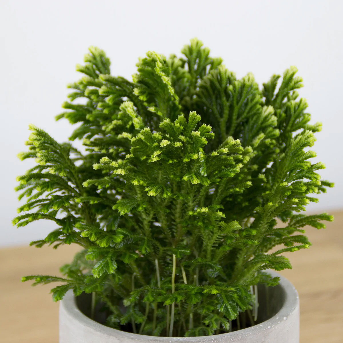 SELAGINELLA MARTENSII JORI IN VASO 12CM