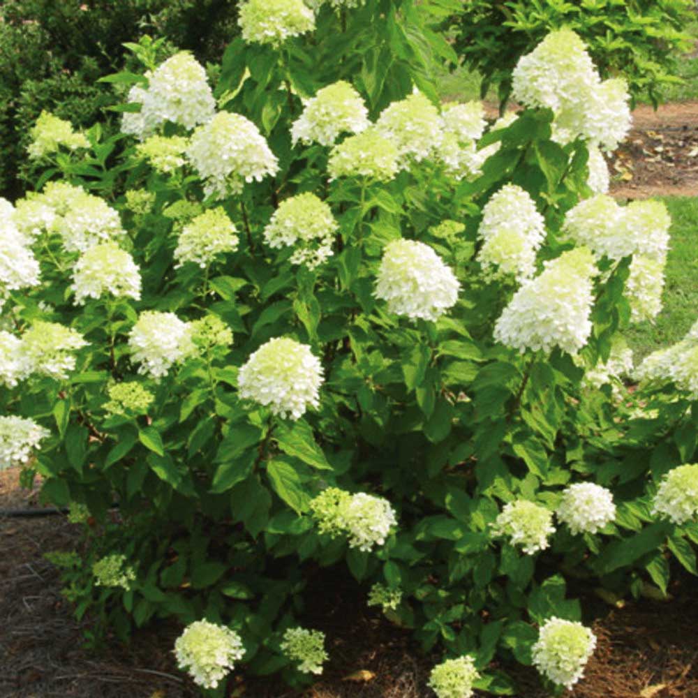 ORTENSIA HYDRANGEA PANICULATA LITTLE LIME VASO 19CM