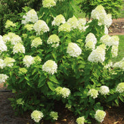 ORTENSIA HYDRANGEA PANICULATA LITTLE LIME VASO 19CM