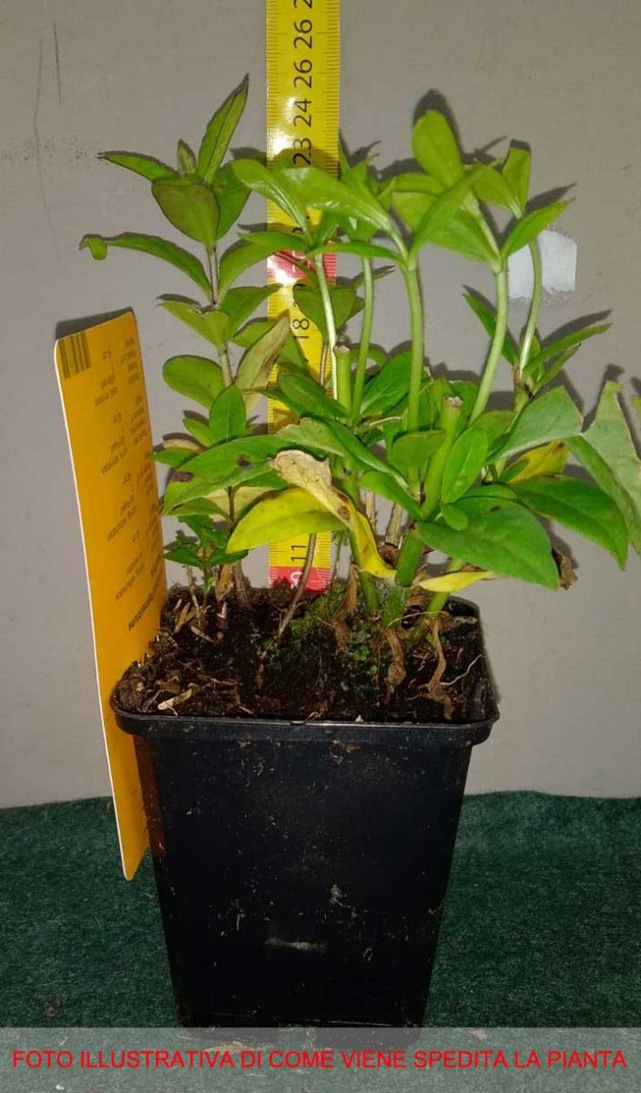 PHLOX PANICULATA FLAME LIGHT BLUE VASO 9CM