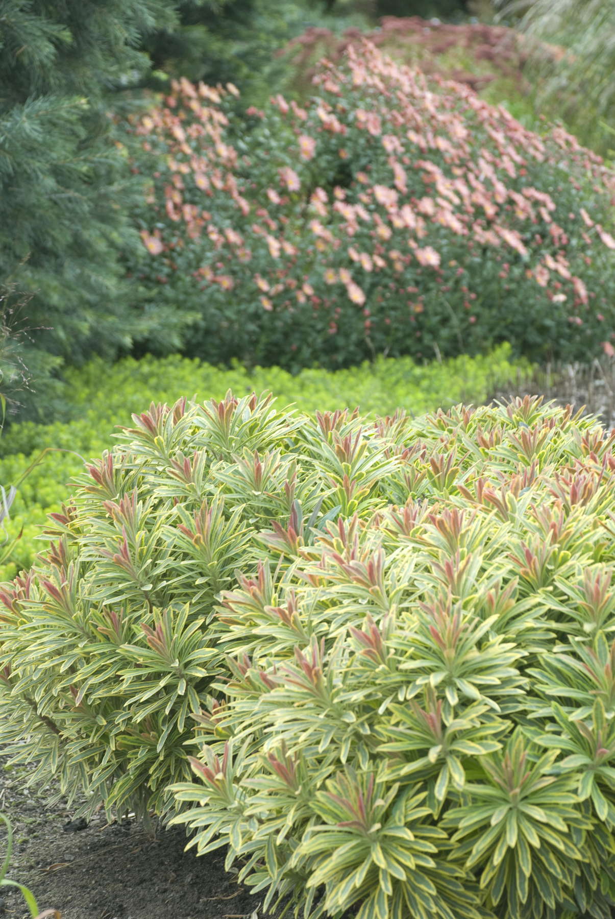 EUPHORBIA ASCOT RAINBOW VASO 15CM